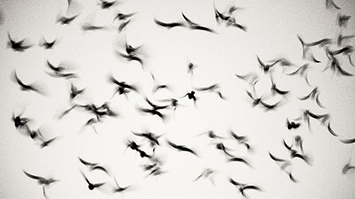 Control d'insectes i aus
